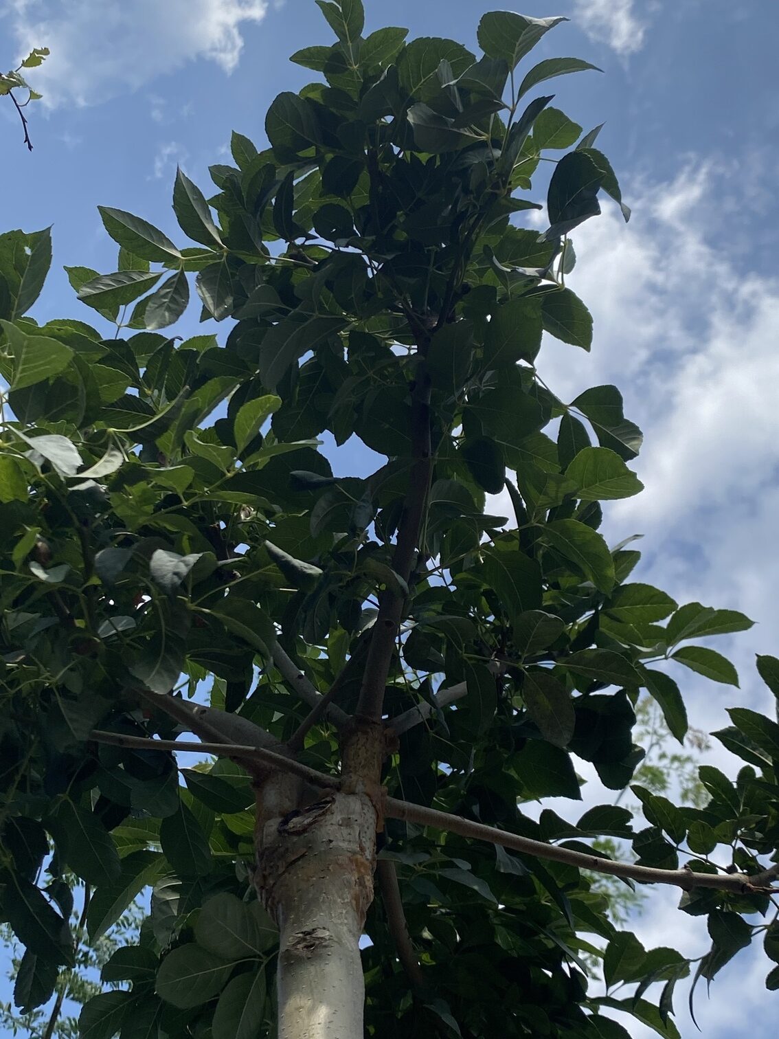 Gömbkőris Fraxinus ornus MecsekJPG