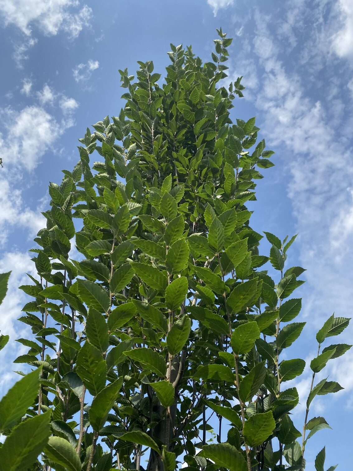 Oszlopos gyertyán Carpinus betulus Fastigiata 2JPG