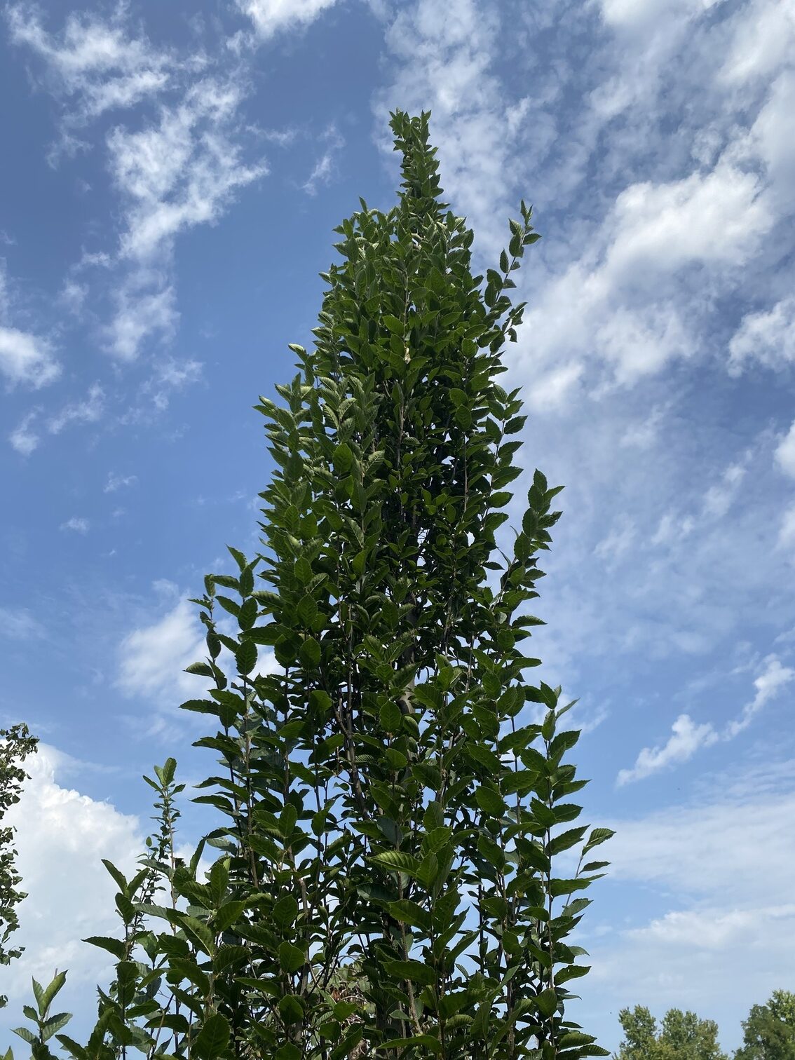 Oszlopos gyertyán Carpinus betulus FastigiataJPG